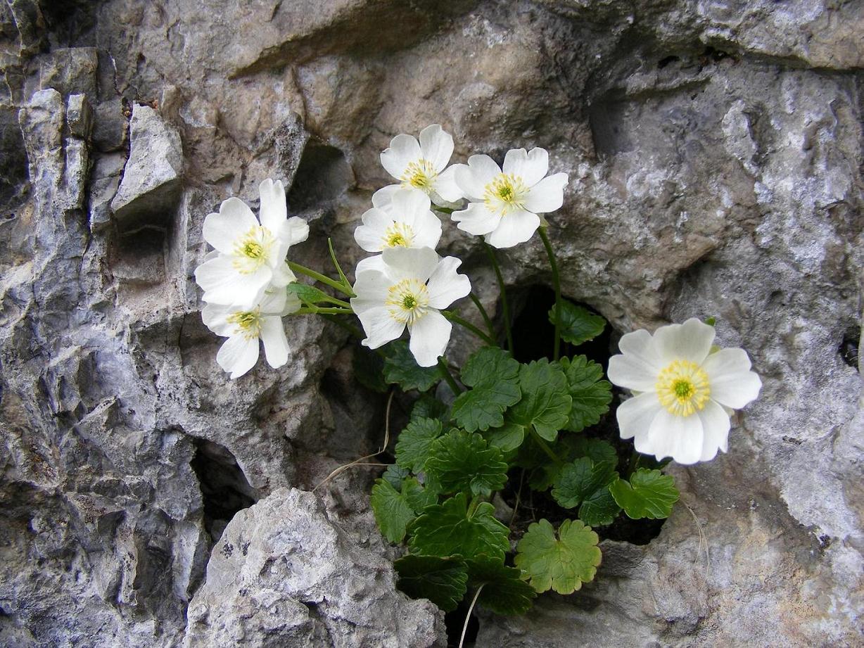 Ranunculus bilobus / Ranuncolo bilobo